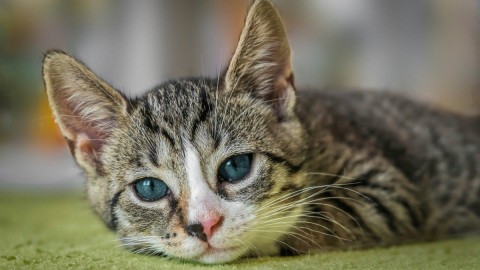 Veterinar objasnio zašto ljubimce ne bi trebalo ostavljati same kod kuće thumb2.jpg