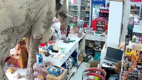 Slon u radnji, ali ne staklarskoj nego tajlandskoj thumb2.jpg