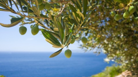 Nevidljive granice mediteranske botanike thumb2.jpg