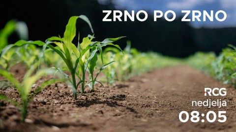 Zrno po zrno thumb2.jpg