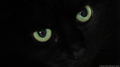 Crna mačka, biće na granici magije