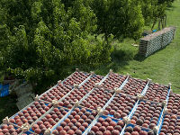 breskva-13-jul-plantae.jpg
