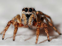 910819_spider-564685960720jpg
