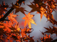 954800_autumn-leaves-1415541960720jpg