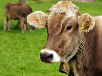 1006482_cow-3089259960720jpg
