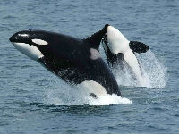 1026222_killer-whales-591130960720jpg