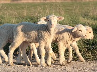 lamb-12656491920.jpg