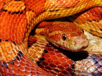 snake-5796821920.jpg